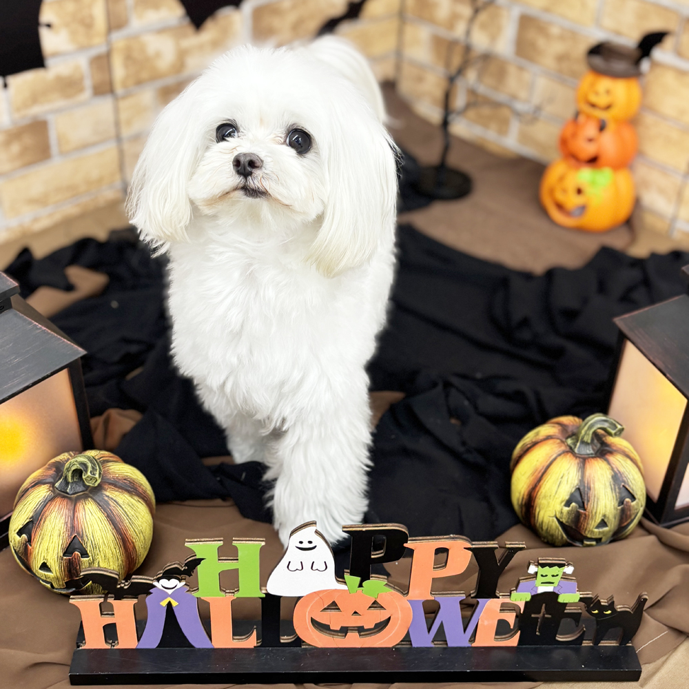生徒とモデル犬の写真撮影会①